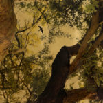 robert_pereira_hind